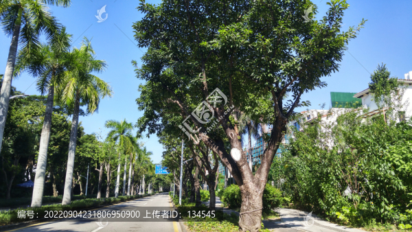別墅區(qū)建筑和道路景觀