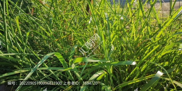 青草地