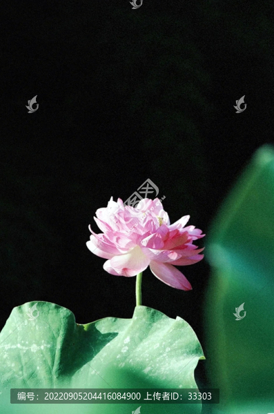淡雅的荷花