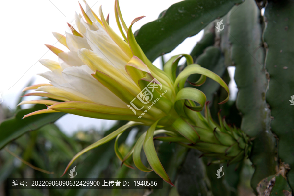 火龍果花
