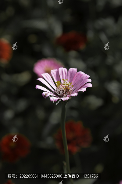 公園里的野花