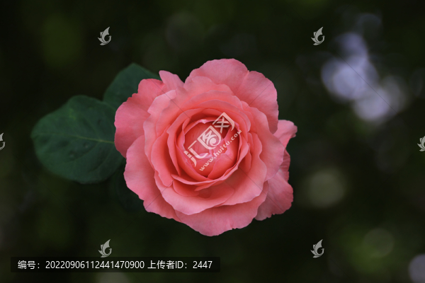 薔薇花開