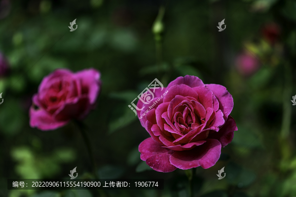 夏日里盛開的玫瑰花