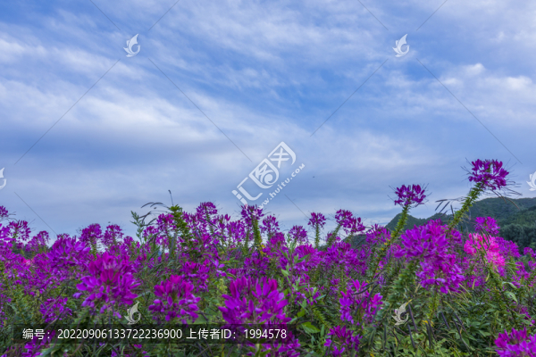 花海
