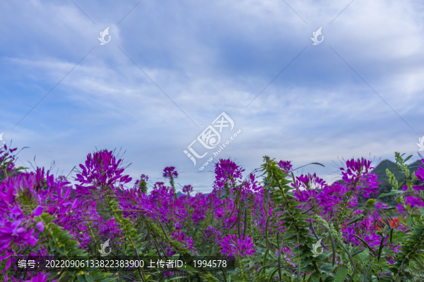 花