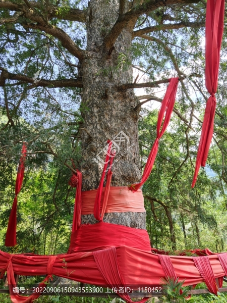 神農(nóng)架千年杉王