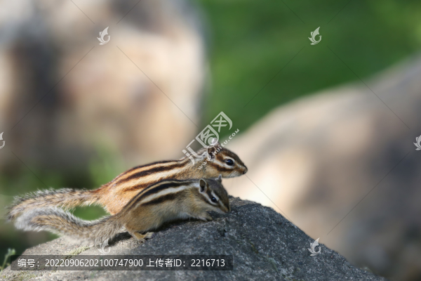 花栗鼠
