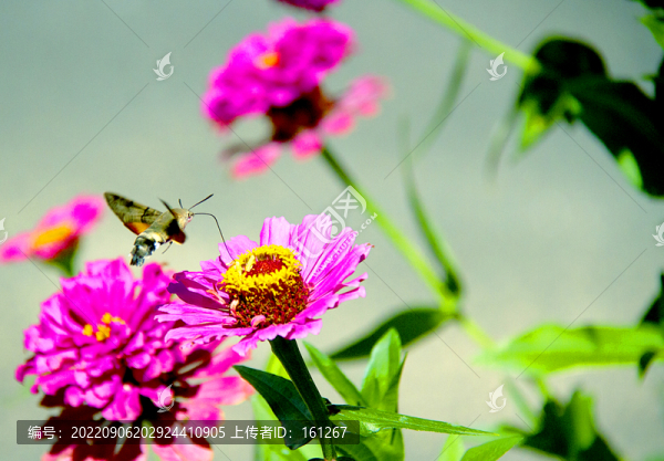 蜂鳥鷹蛾