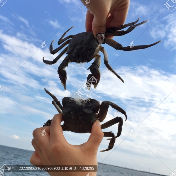 活大閘蟹