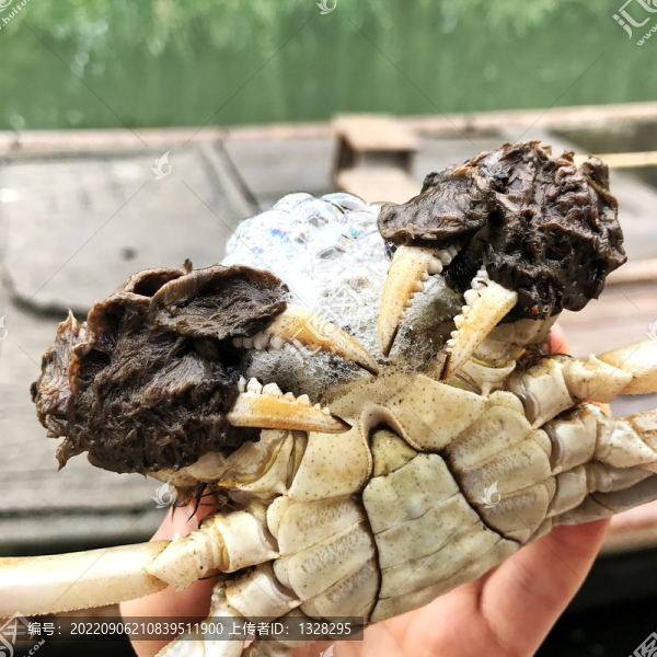 活大閘蟹