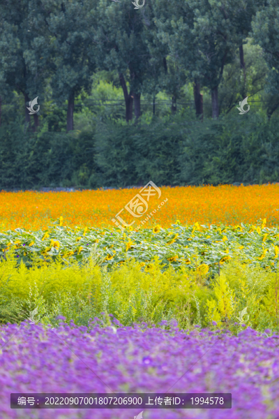 花田