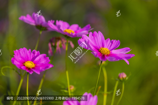 花兒
