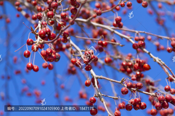 紅果