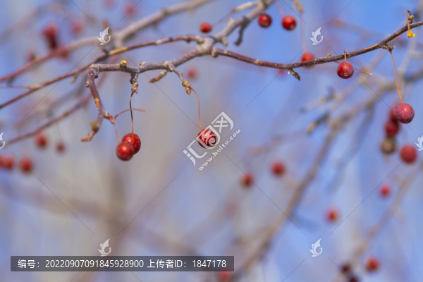 紅果