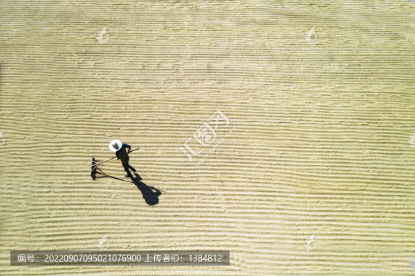 稻谷豐收圖