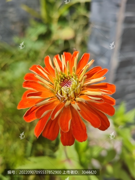 百日菊