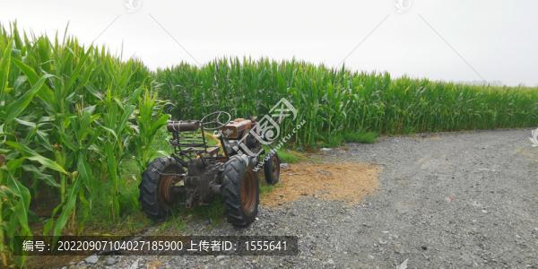 鄉(xiāng)村玉米地