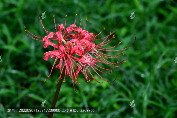 彼岸花綻放美如畫