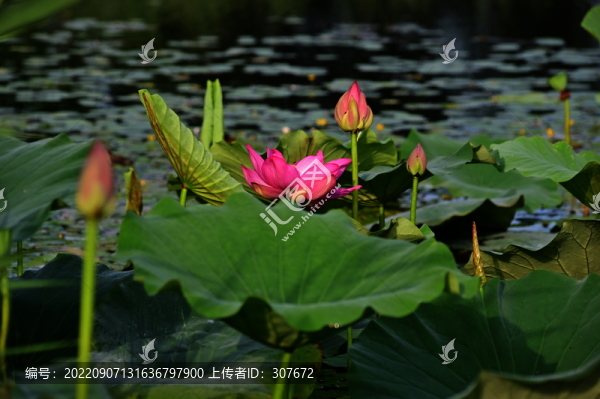 荷花