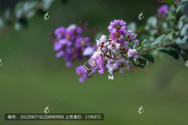 多色紫薇圖片