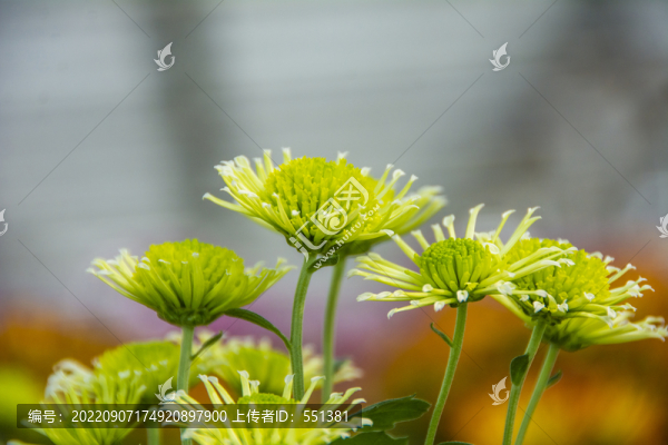 新鮮美麗的黃色菊花