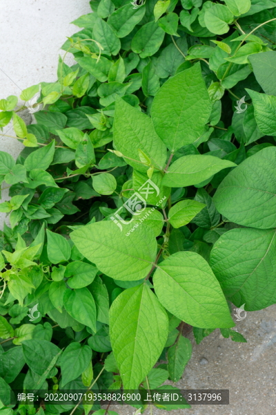 绿豆叶植物墙