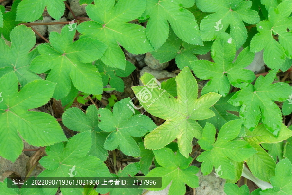 葎草