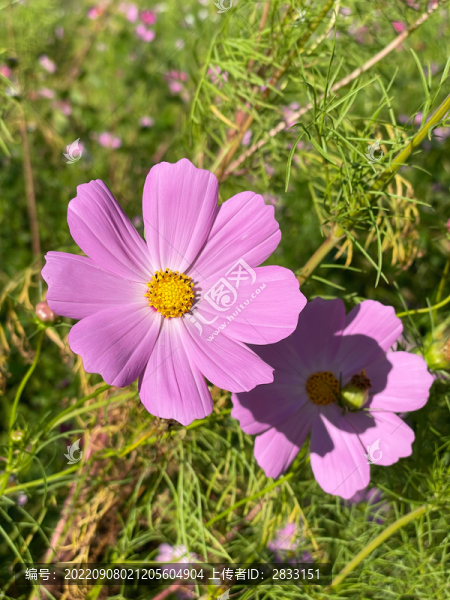 秋英波斯菊