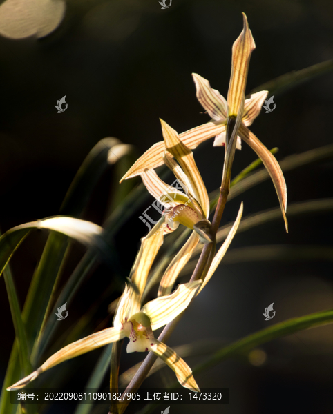 蘭花