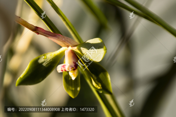 蘭花