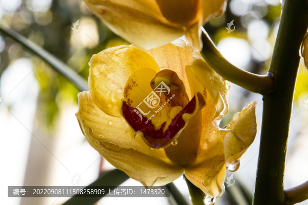 蘭花