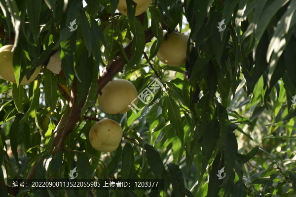 桃樹