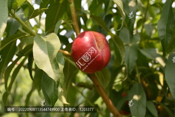 桃樹