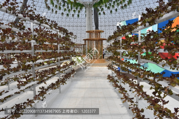 大棚蔬菜架