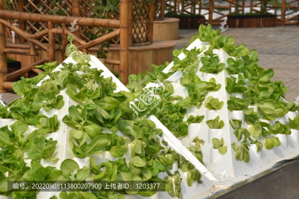 新型蔬菜架