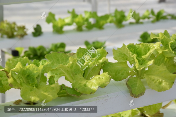 無土栽培蔬菜