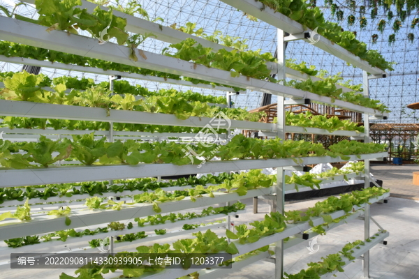 無土栽培蔬菜架