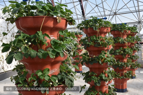 新型農(nóng)業(yè)蔬菜架