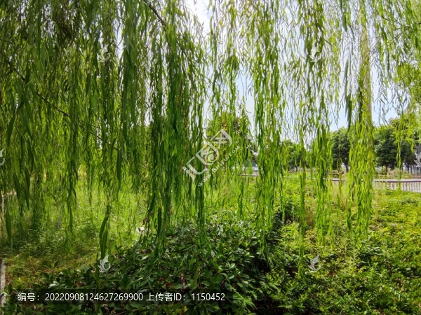 秋日平原鄉(xiāng)村