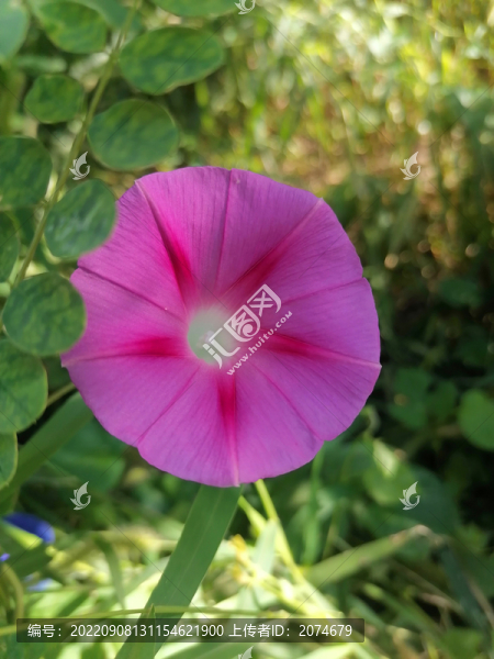 牽牛花