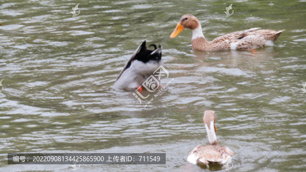 水中鴨子