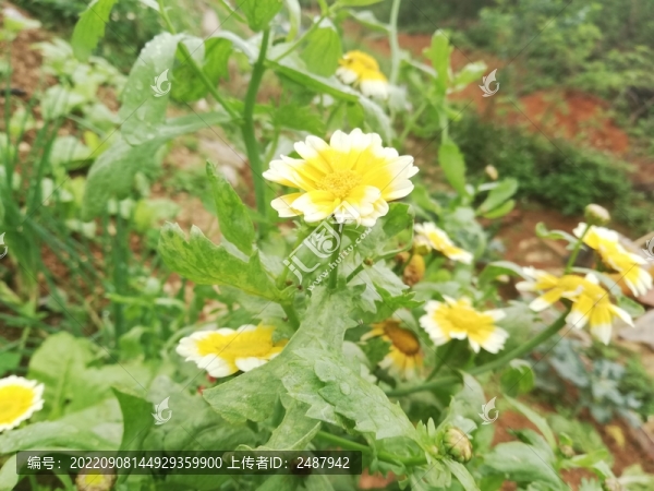 黃白菊花