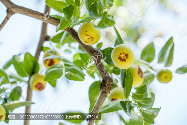 棗樹上結(jié)的鮮棗