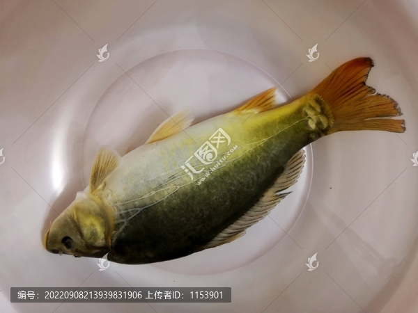 裸斑魚