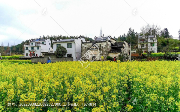 皖南油菜花