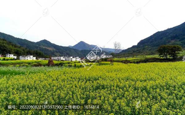 油菜花開