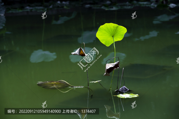 荷葉