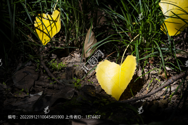 樹葉