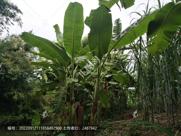 香蕉樹