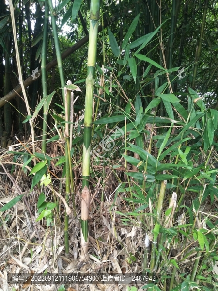 竹子
